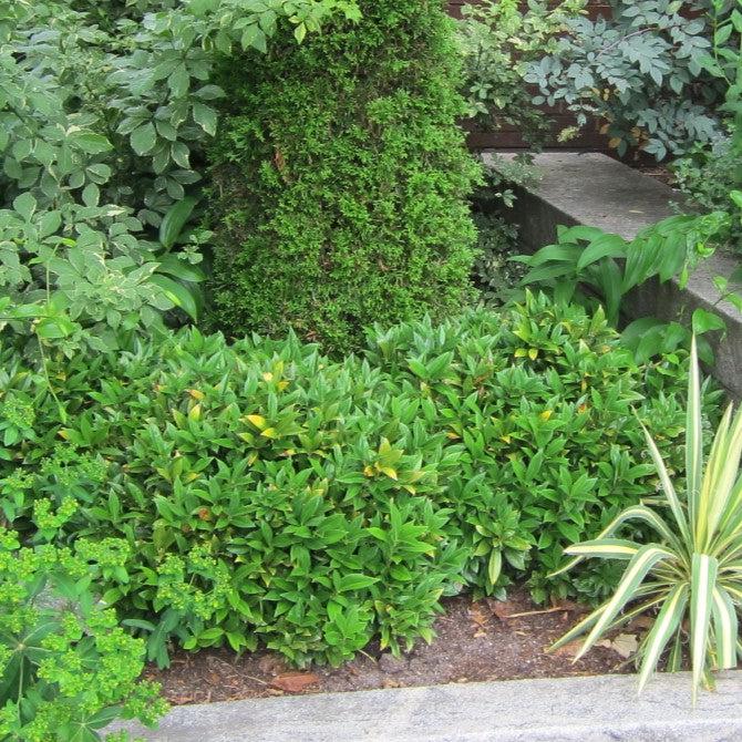 Sarcococca hookeriana var. humilis 'Sarsid2' ~ Fragrant Mountain Sweetbox-ServeScape