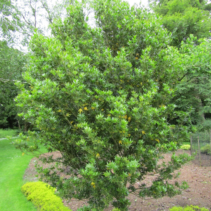 Osmanthus heterophyllus 'Sasaba' ~ Sasaba False Holly-ServeScape