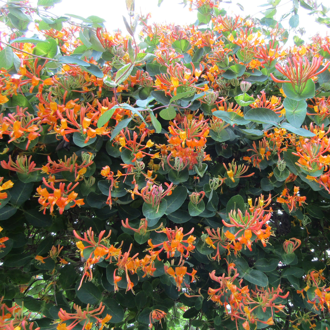 Lonicera 'Mandarin' ~ Mandarin Honeysuckle-ServeScape