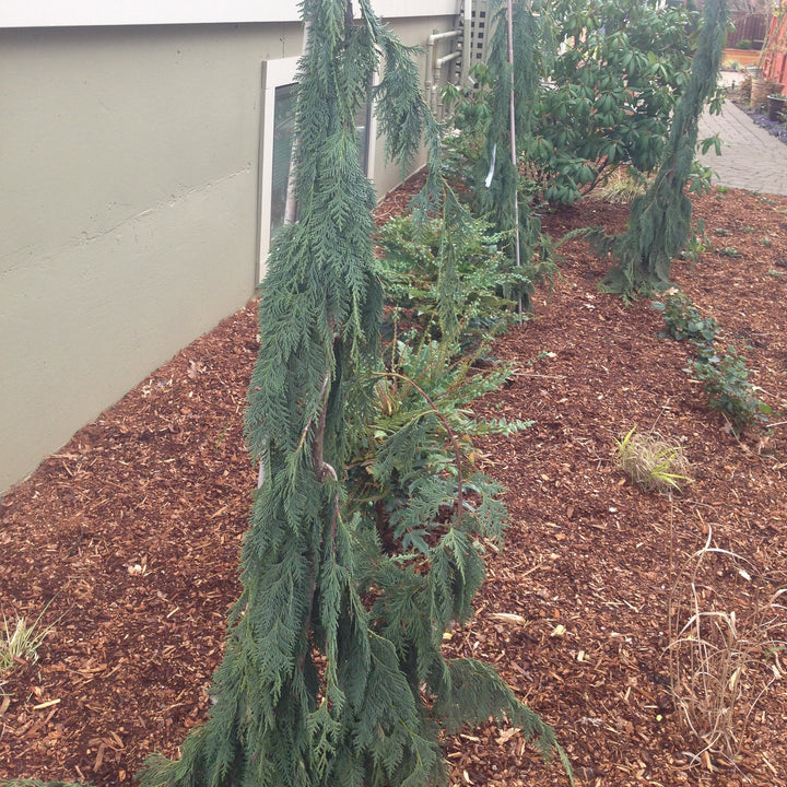 Chamaecyparis nootkatensis 'Green Arrow' ~ Green Arrow Alaska Cedar-ServeScape
