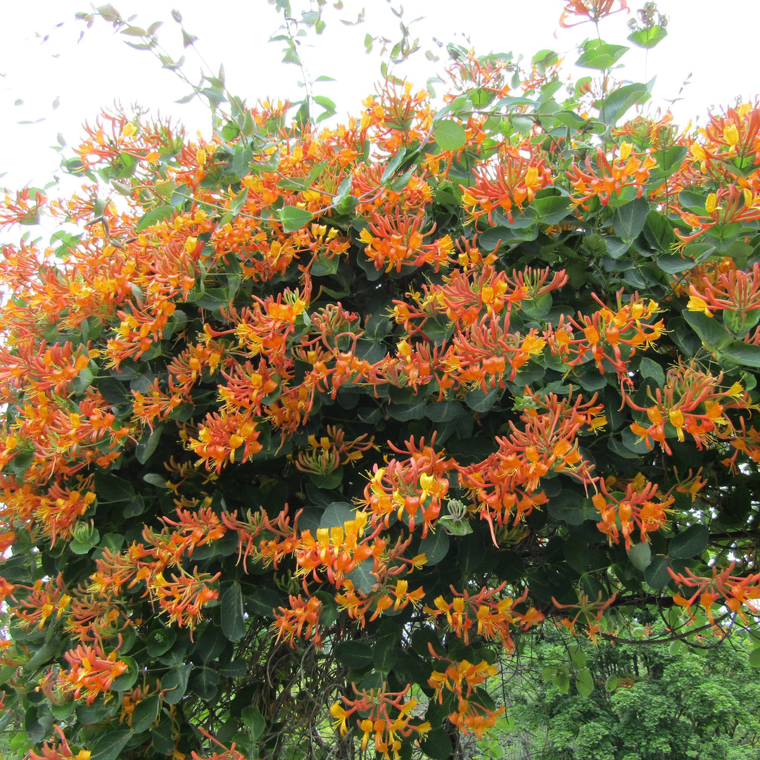Lonicera 'Mandarin' ~ Mandarin Honeysuckle-ServeScape