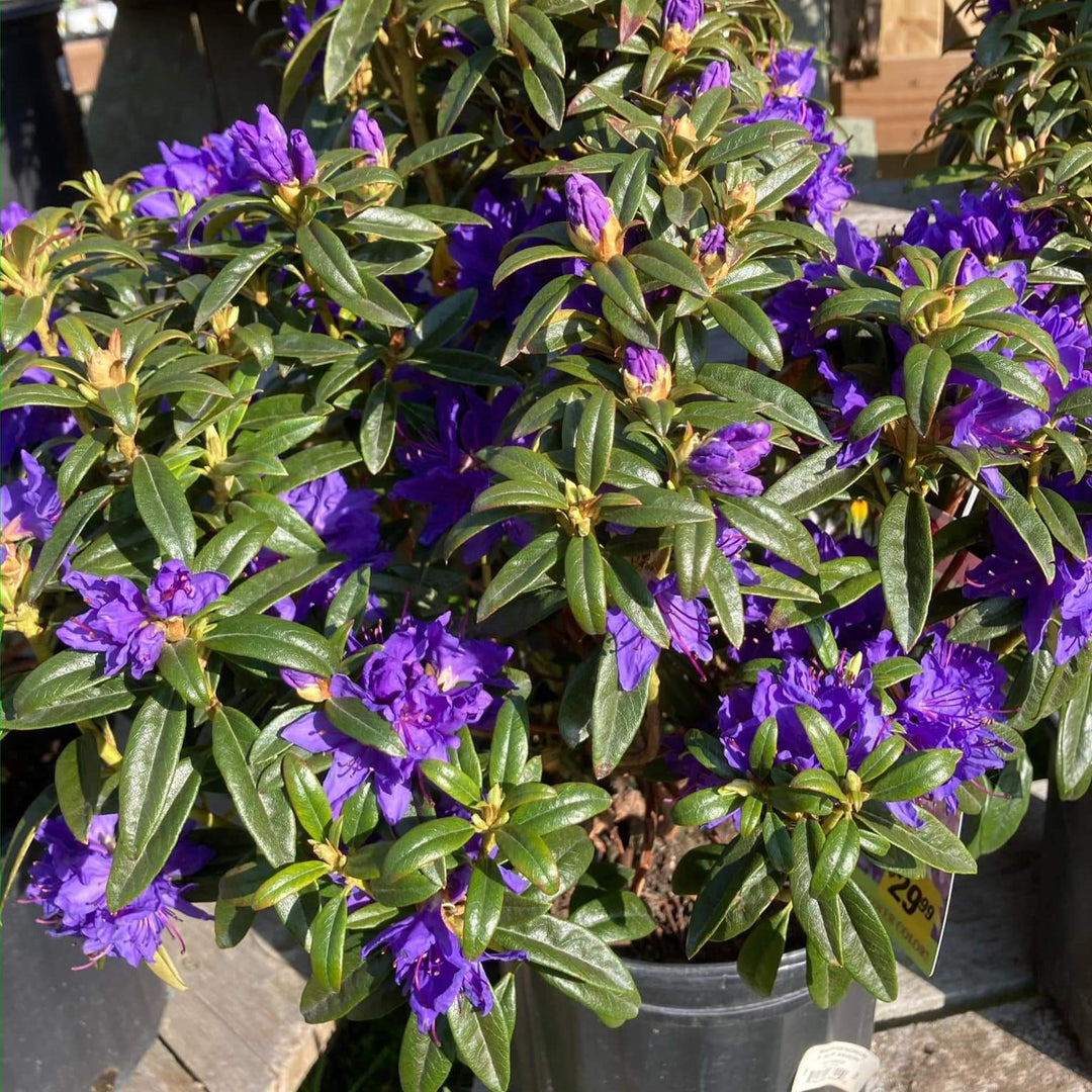 Rhododendron 'Blue Baron' ~ Blue Baron Rhododendron-ServeScape