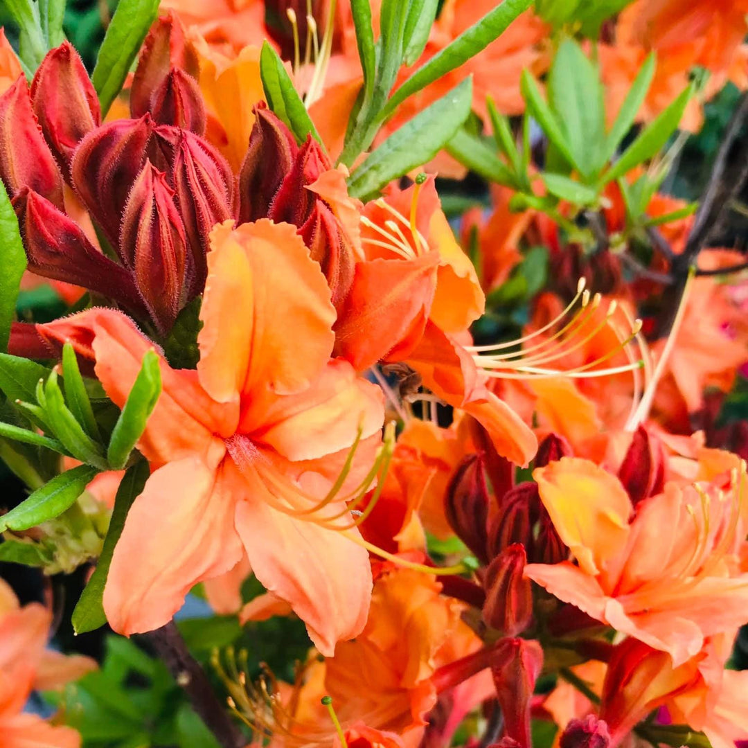 Rhododendron x calendulaceum 'Tangerine Delight' ~ Tangerine Delight Native Azalea-ServeScape