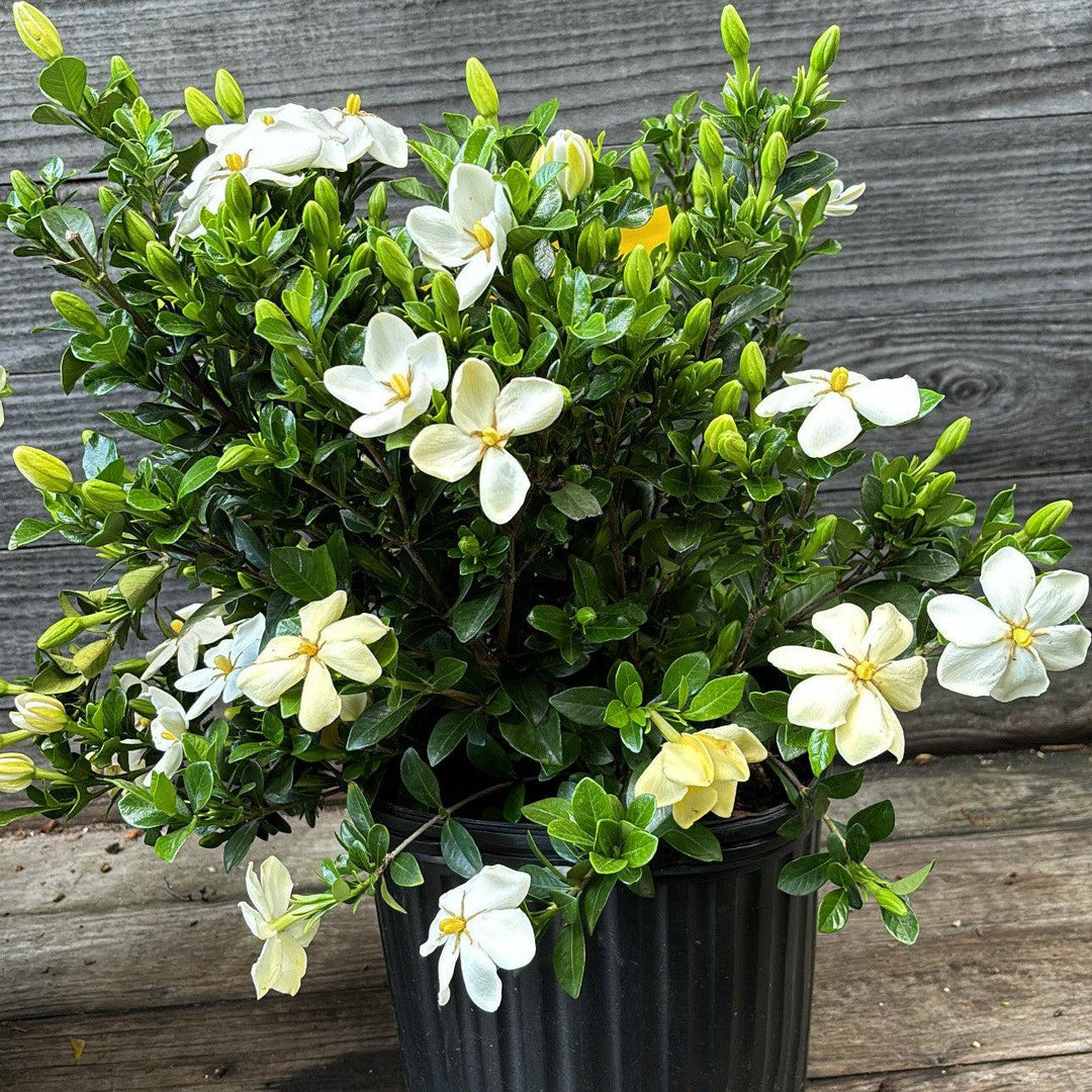 Gardenia jasminoides 'Daisy' ~ Daisy Gardenia-ServeScape