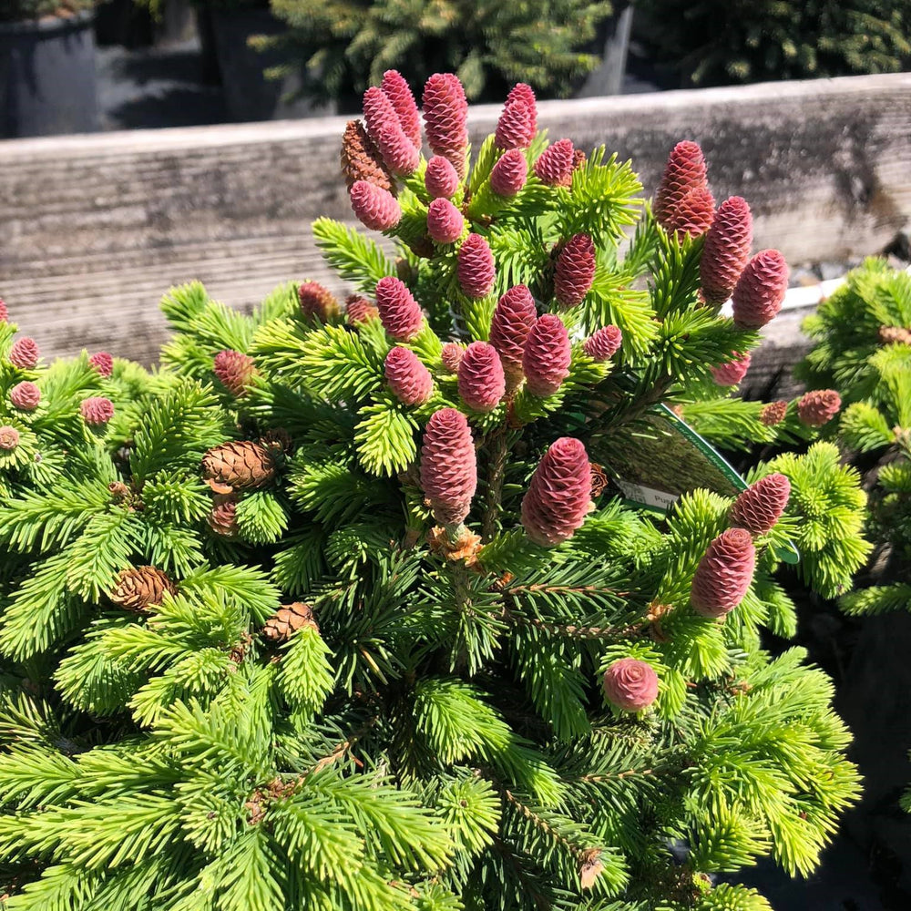 Picea abies 'Pusch' ~ Pusch Dwarf Norway Spruce-ServeScape