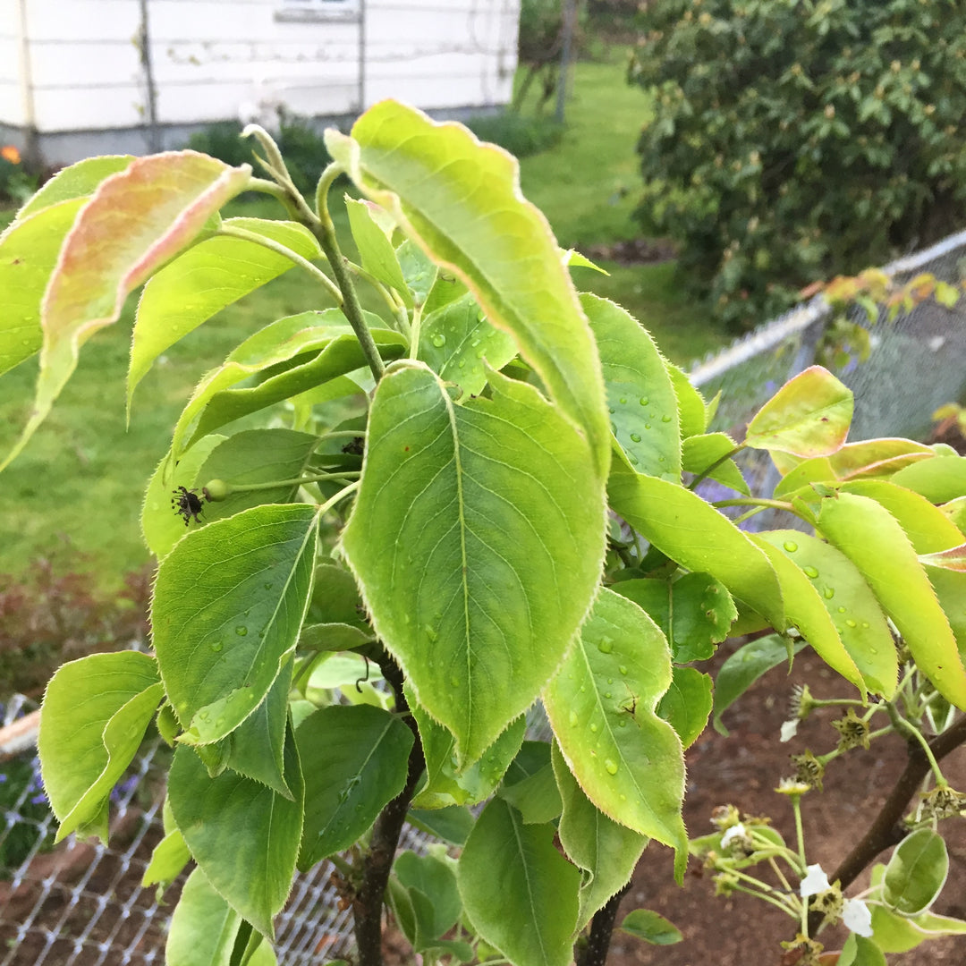 Pyrus pyrifolia 'Shinko' ~ Shinko Asian Pear-ServeScape