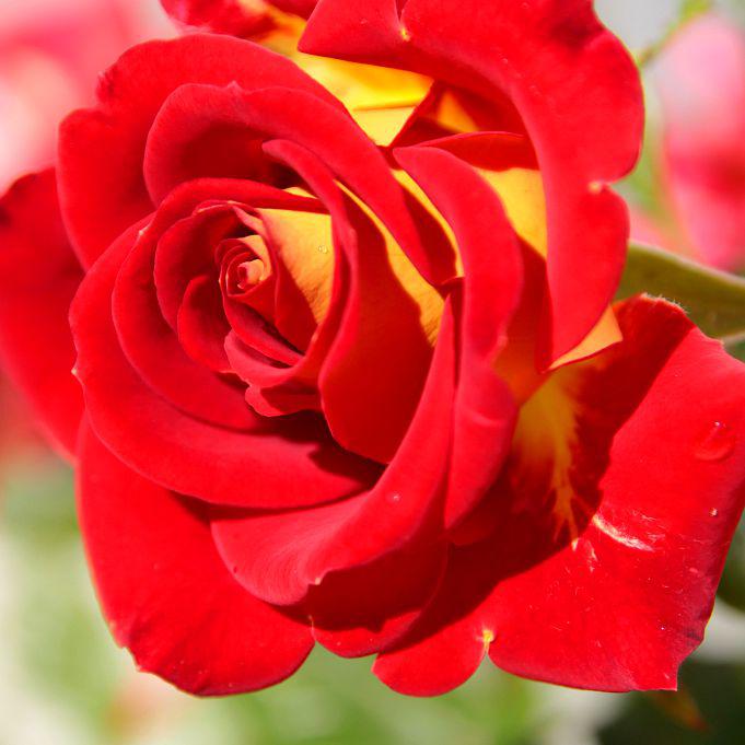 Rosa 'WEKzazette' ~ Ketchup & Mustard™ Floribunda Rose-ServeScape