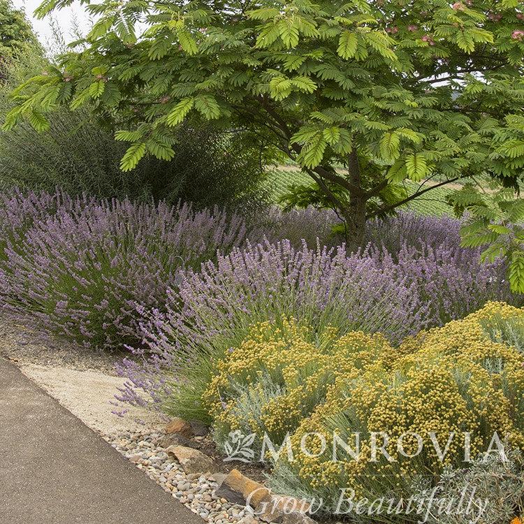 Lavandula x intermedia 'Provence' ~ Monrovia® Provence Lavender-ServeScape