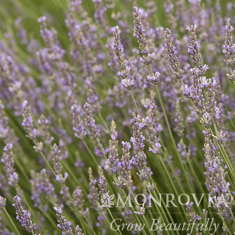 Lavandula x intermedia 'Provence' ~ Monrovia® Provence Lavender-ServeScape