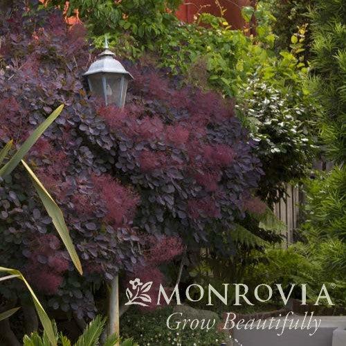 Cotinus coggygria 'Royal Purple' ~ Monrovia® Royal Purple Smoke Tree-ServeScape
