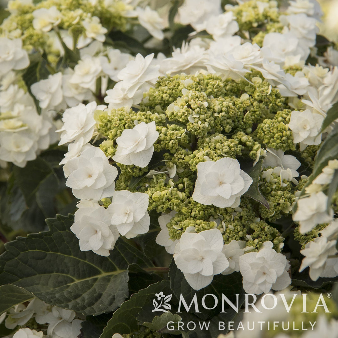 Hydrangea macrophylla 'Dancing Snow' ~ Monrovia® Double Delights™ Wedding Gown Hydrangea-ServeScape