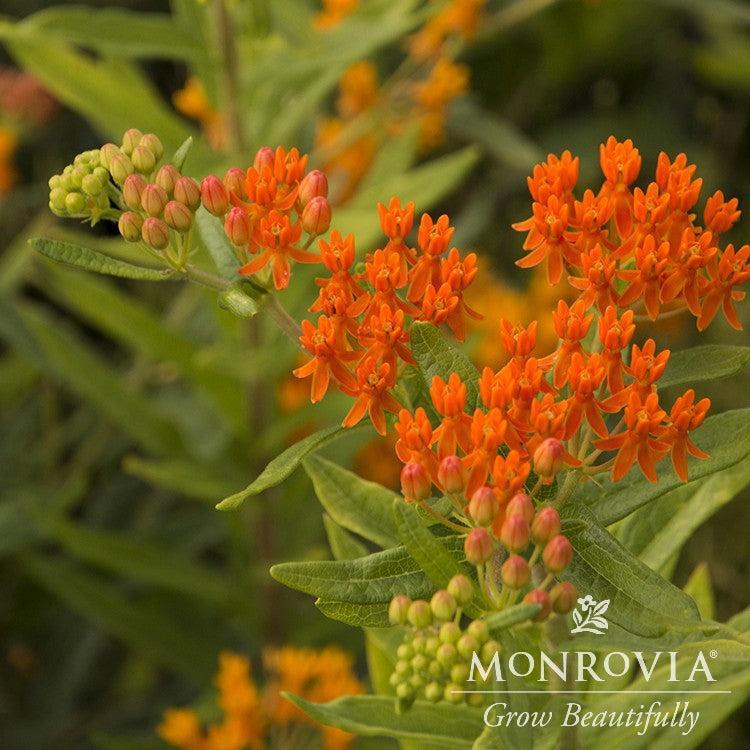 Asclepias tuberosa 'Gay Butterflies' ~ Monrovia® Gay Butterflies Butterfly Weed-ServeScape