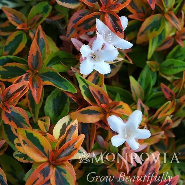 Abelia x grandiflora 'Kaleidoscope' ~ Monrovia® Kaleidoscope Abelia-ServeScape