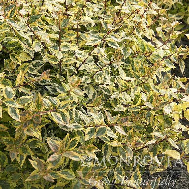Abelia x grandiflora 'Kaleidoscope' ~ Monrovia® Kaleidoscope Abelia-ServeScape