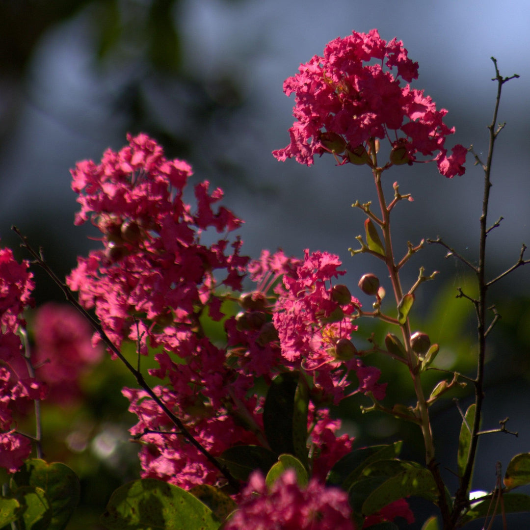 Lagerstroemia indica 'HOCH266' ~ Summerlasting™ Strawberry Crape Myrtle-ServeScape