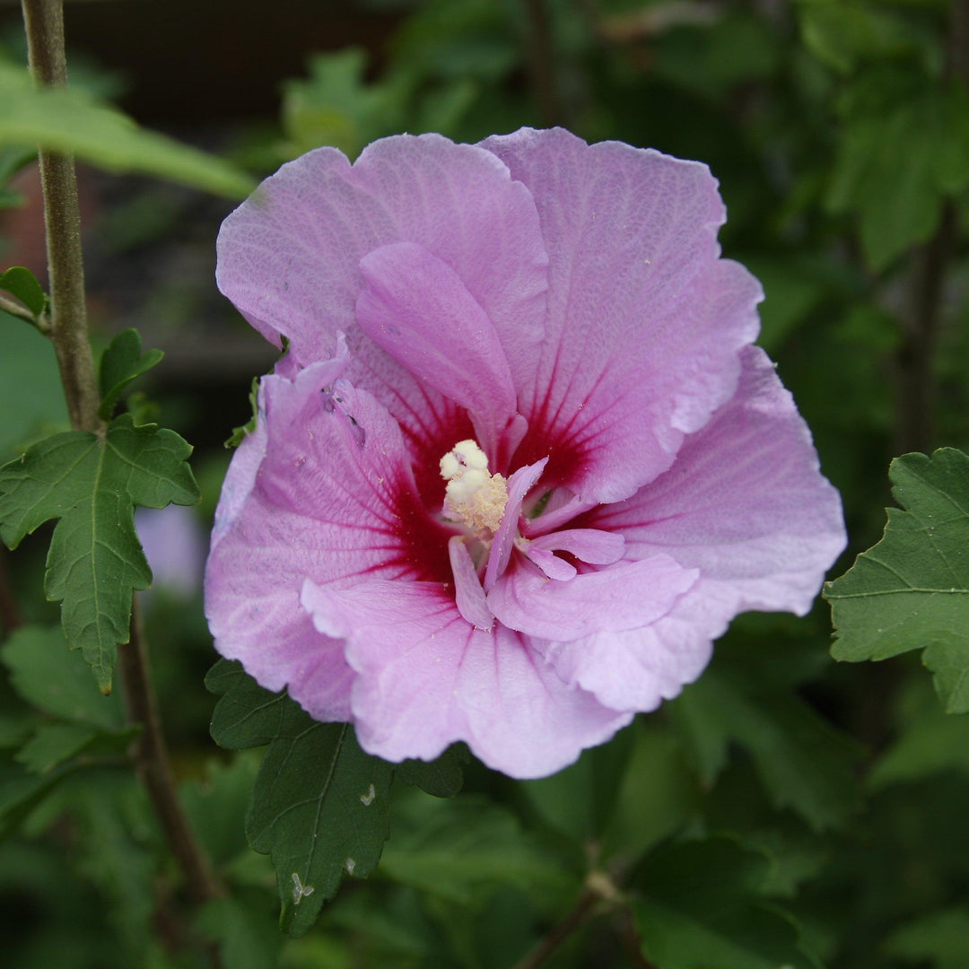 Hibiscus syriacus 'Mineru' ~ Tahiti™ Hibiscus-ServeScape