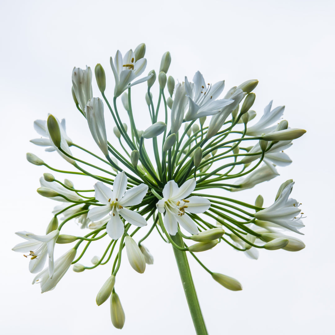 Agapanthus 'Heaven White' ~ Heaven White Agapanthus-ServeScape