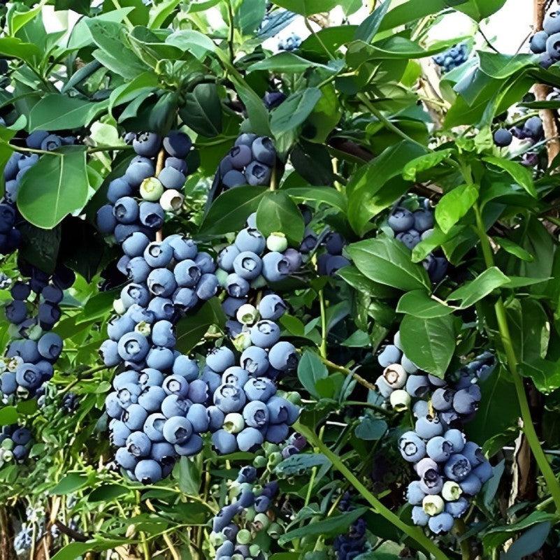 Vaccinium corymbosum 'Toro' ~ Toro Blueberry-ServeScape