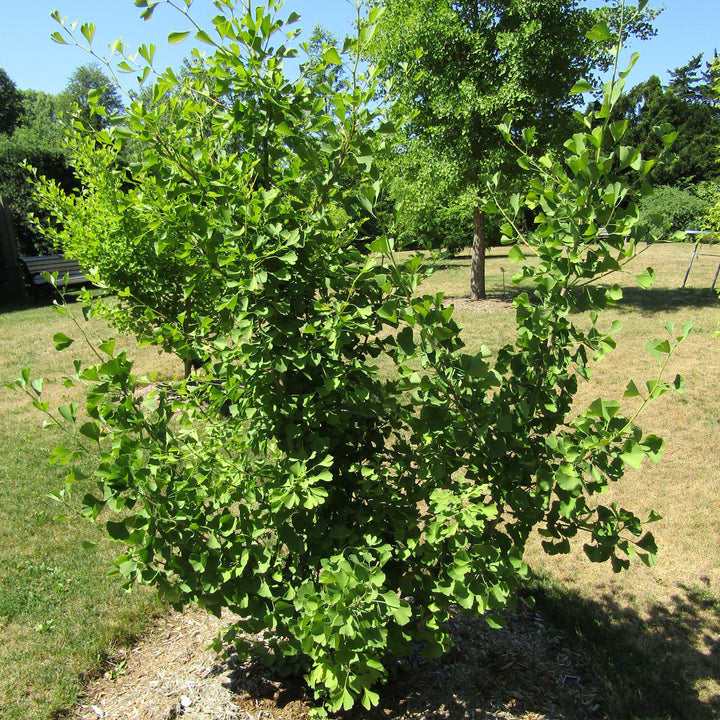 Ginkgo biloba 'Magyar' ~ Magyar Ginkgo-ServeScape