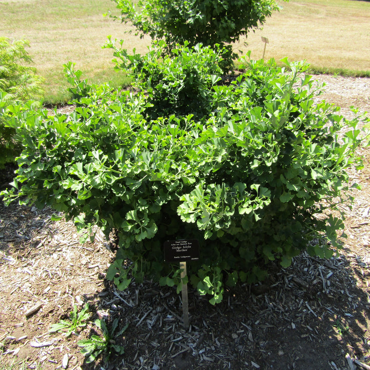 Ginkgo biloba 'Mariken' ~ Mariken Ginkgo-ServeScape