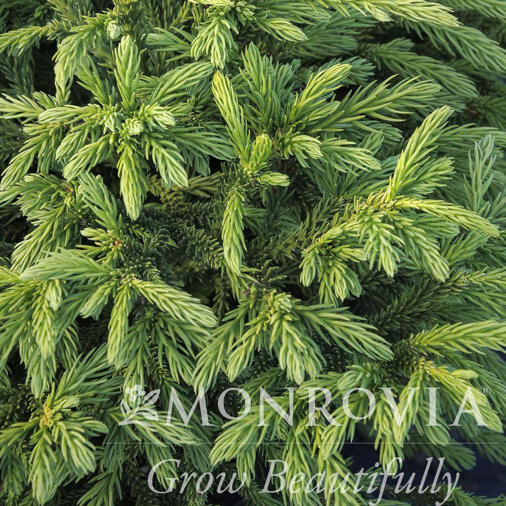 Cryptomeria japonica 'Gyokuryu' ~ Monrovia® Gyokuryu Japanese Cedar-ServeScape