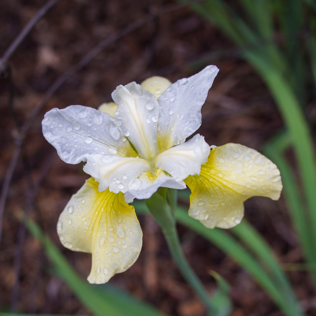 Iris sibirica 'Butter and Sugar' ~ Butter and Sugar Siberian Iris-ServeScape