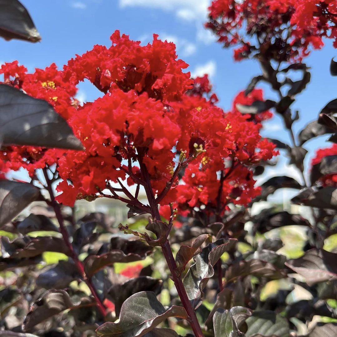 Lagerstroemia x 'JM2' ~ Thunderstruck™ Rumblin Red™ Crape Myrtle-ServeScape