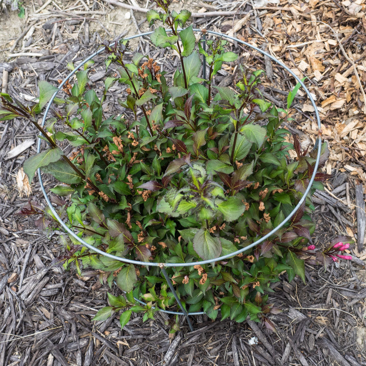 Weigela florida 'Bokrashine' ~ Shining Sensation™ Weigela-ServeScape