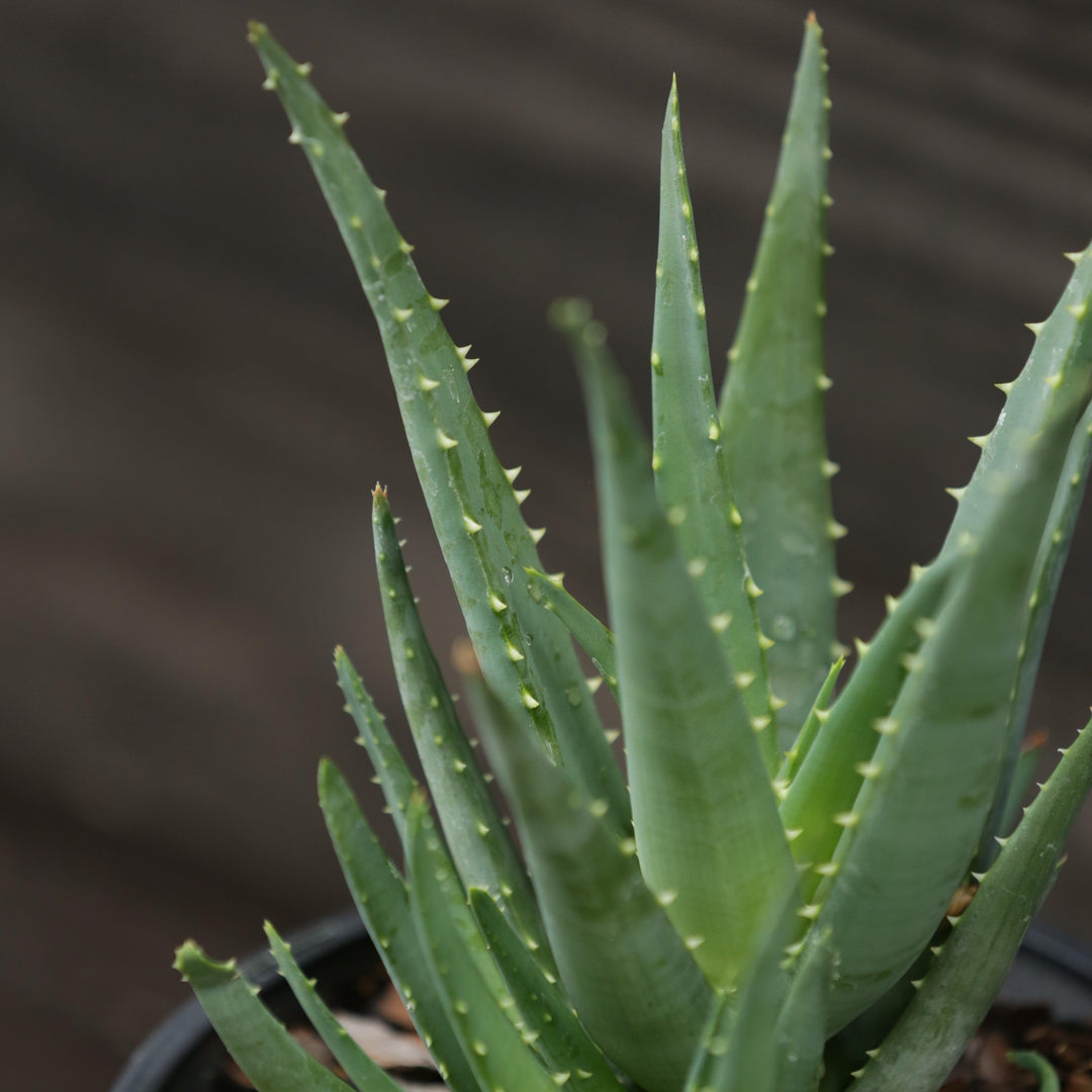 Aloe 'ANDora' ~ Safari Orange Aloe-ServeScape