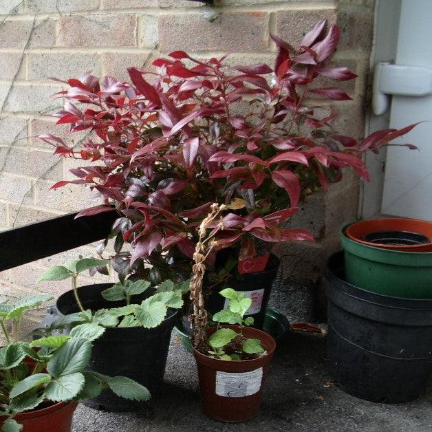 Leucothoe fontanesiana 'Zeblid' ~ Scarletta® Leucothoe-ServeScape