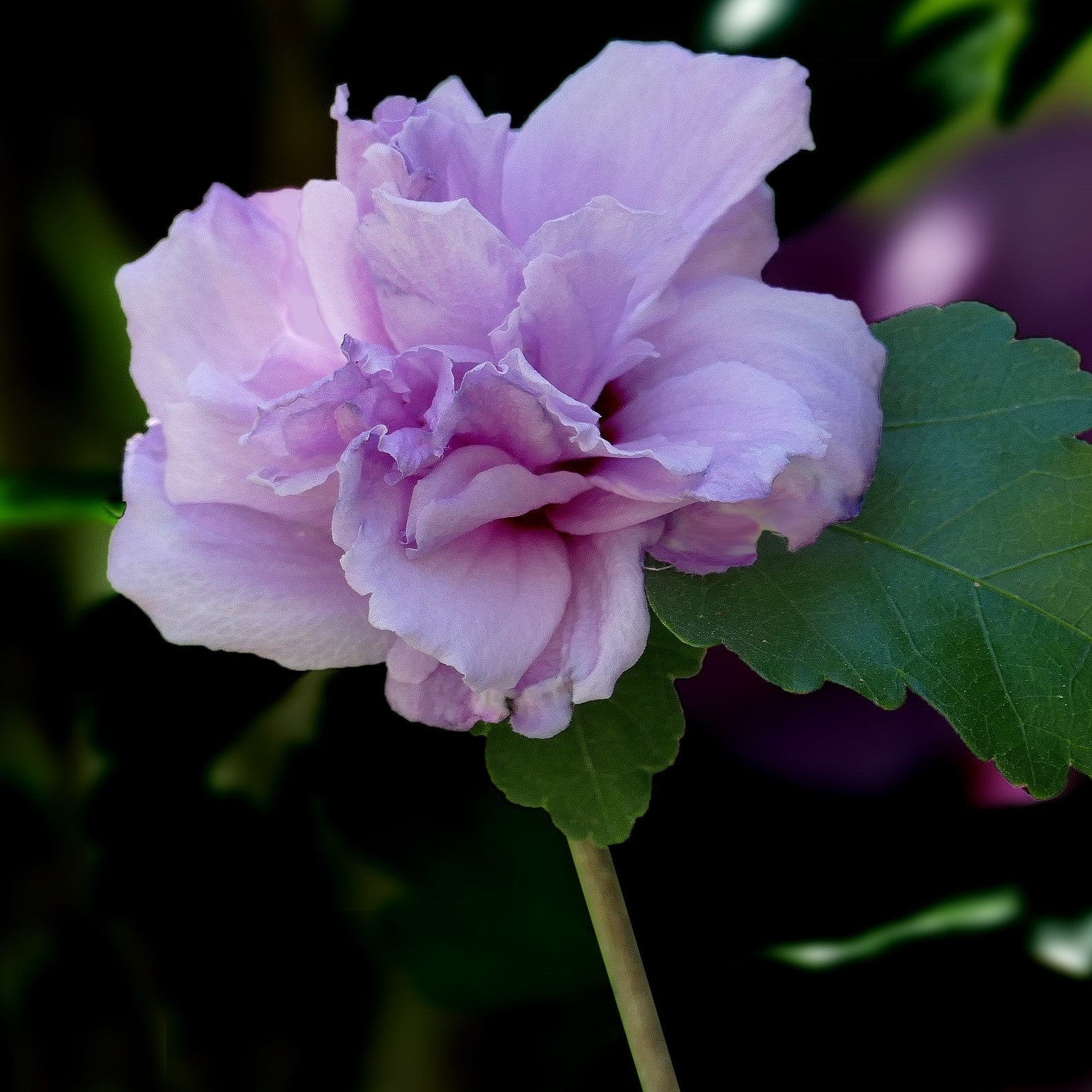 Hibiscus syriacus 'Ardens' ~ Ardens Hibiscus-ServeScape