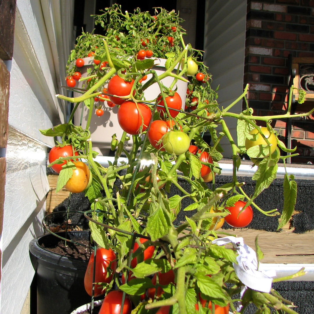 Solanum lycopersicum 'Early Girl' ~ Early Girl Tomato-ServeScape