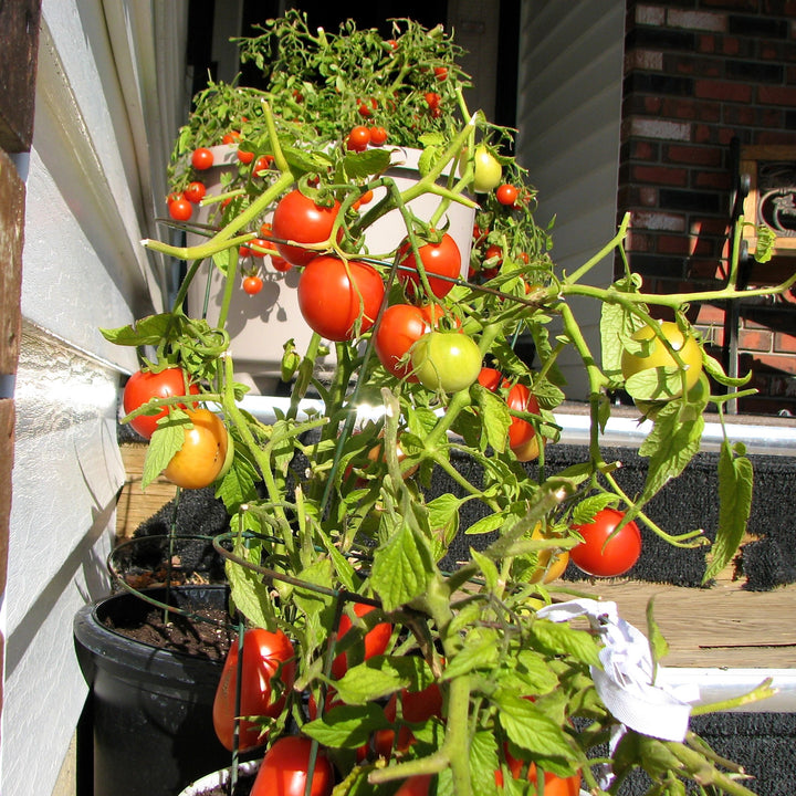 Solanum lycopersicum 'Early Girl' ~ Early Girl Tomato-ServeScape