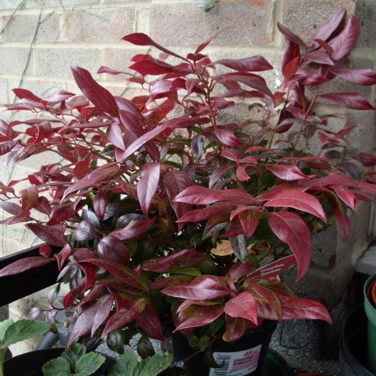 Leucothoe fontanesiana 'Zeblid' ~ Scarletta® Leucothoe-ServeScape