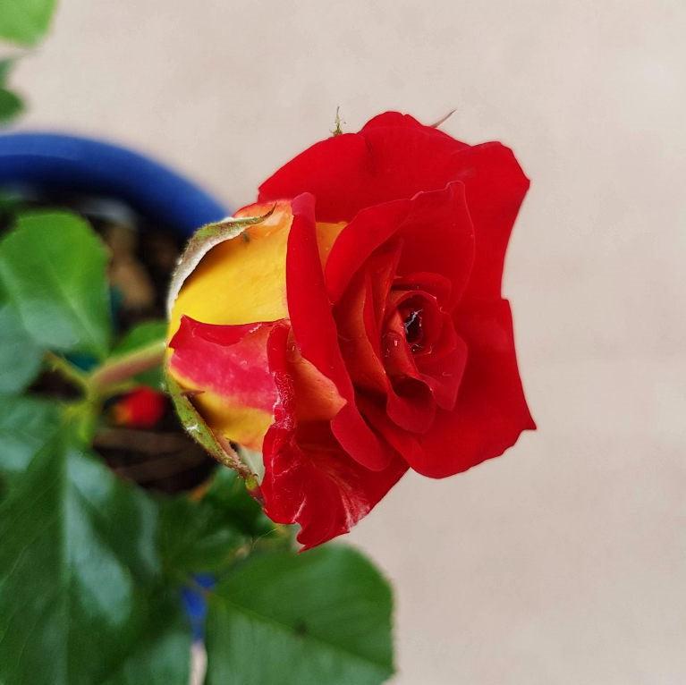 Rosa 'WEKzazette' ~ Ketchup & Mustard™ Floribunda Rose-ServeScape