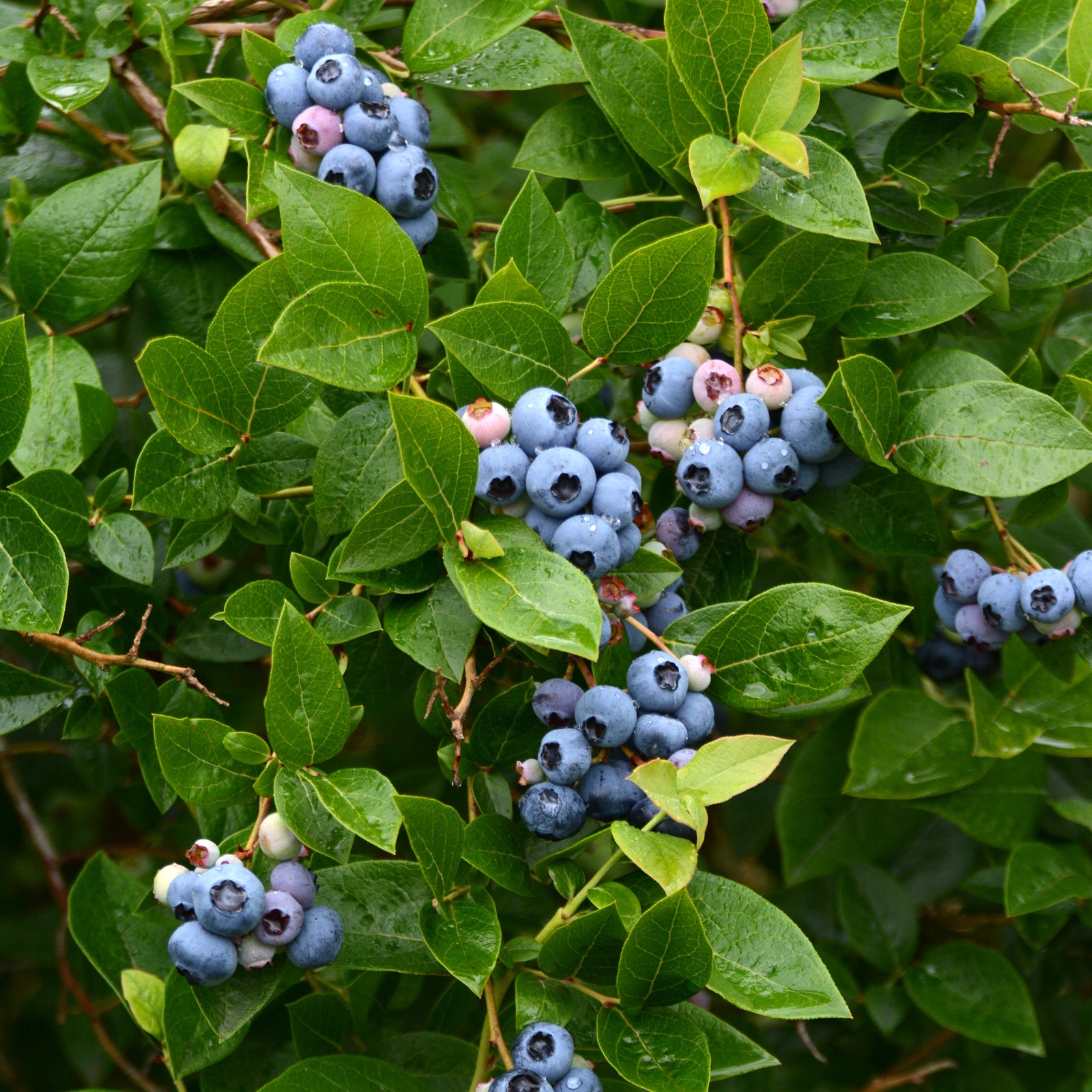 Vaccinium corymbosum 'Bluejay' ~ Bluejay Blueberry-ServeScape