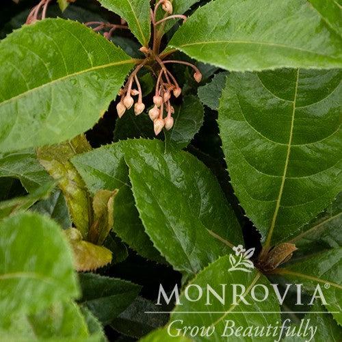 Ardisia japonica 'Chirimen' ~ Monrovia® Chirimen Marlberry-ServeScape