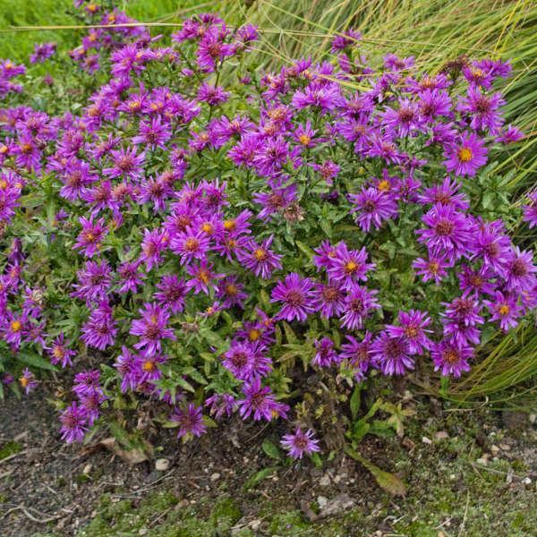 Aster novae-angliae 'Alert' ~ Alert New England Aster-ServeScape