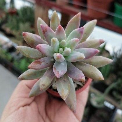 Graptosedum 'Darley Sunshine' ~ Darley Sunshine Graptosedum-ServeScape