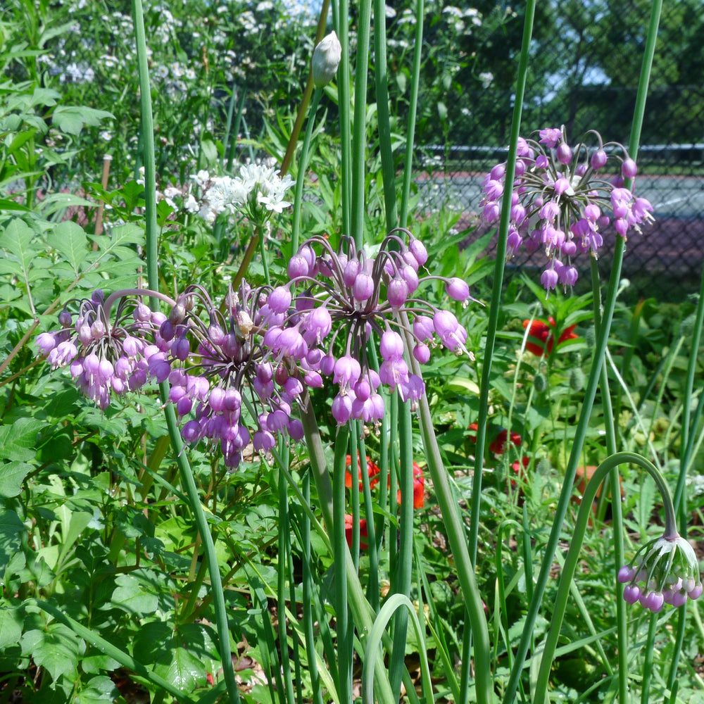 Allium cernuum ~ Nodding Onion-ServeScape