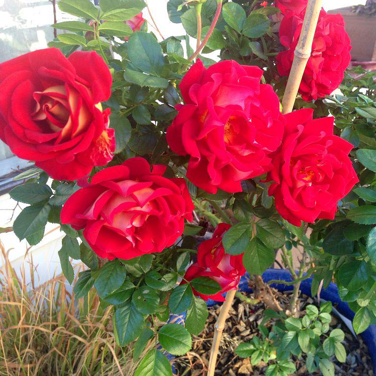Rosa 'WEKzazette' ~ Ketchup & Mustard™ Floribunda Rose-ServeScape
