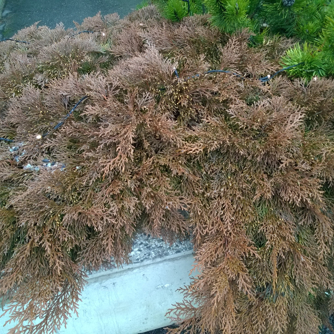 Microbiota decussata ~ Siberian Cypress, Siberian Carpet Cypress-ServeScape