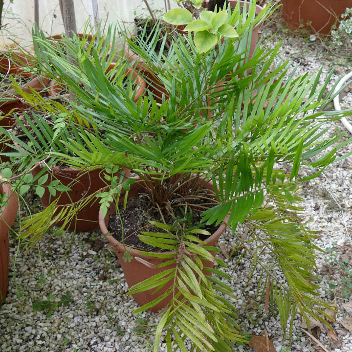 Zamia integrifolia ~ Coontie Palm-ServeScape