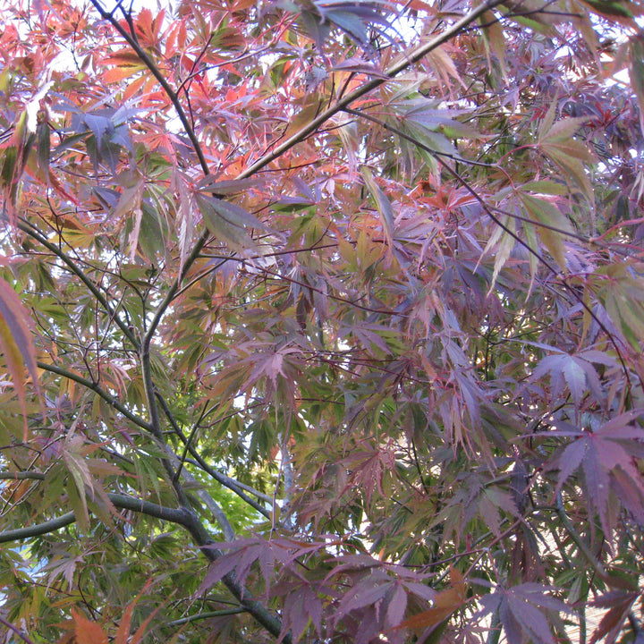 Acer palmatum var dissectum 'Burgundy Lace' ~ Burgundy Lace Japanese Maple-ServeScape