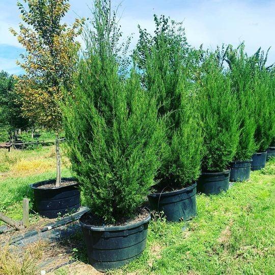 Juniperus virginiana var. silicicola 'Can-SRC1' PP31963 ~ Fuzzy Wuzzy™ Red Cedar-ServeScape