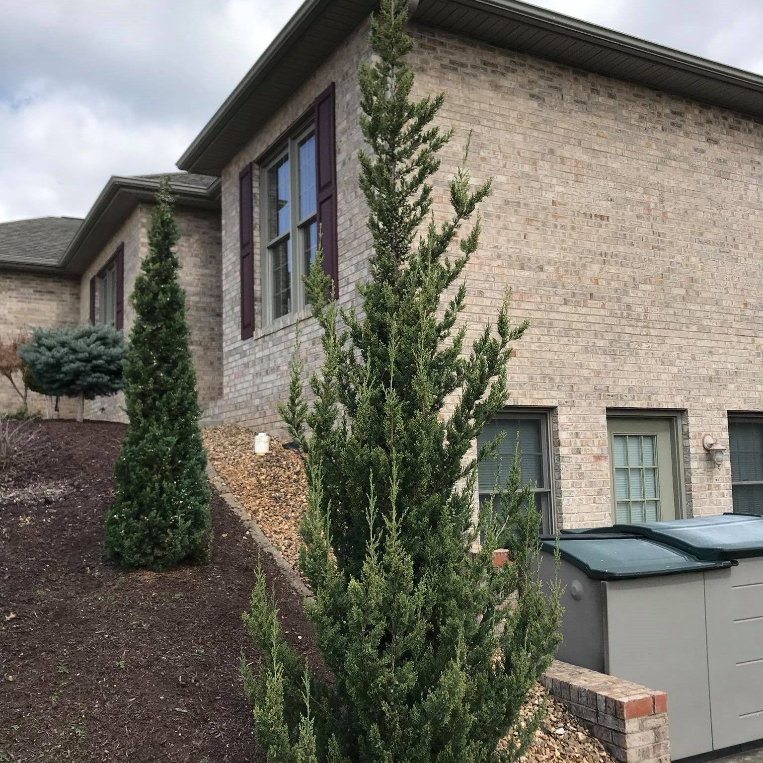 Juniperus chinensis 'Trautman' ~ Trautman Juniper-ServeScape