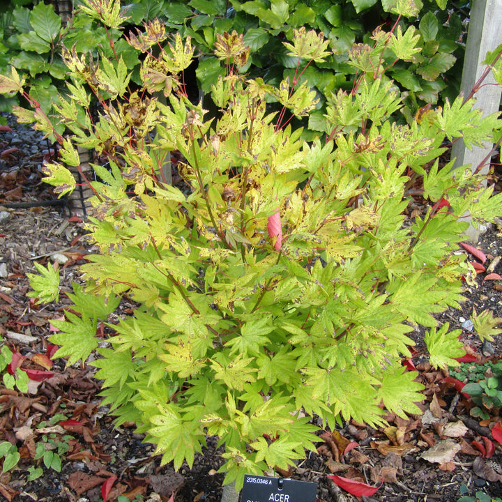 Acer shirasawanum 'Moonrise' ~ Moonrise Japanese Maple-ServeScape