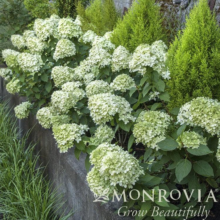 Hydrangea paniculata 'Jane' PP22,330 ~ Monrovia® Proven Winners® Little Lime® Hydrangea-ServeScape