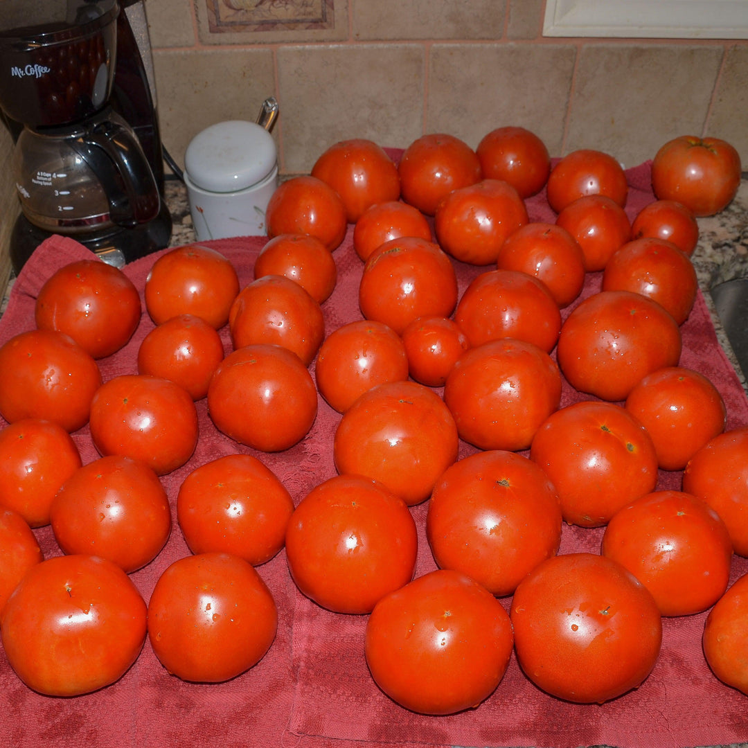 Solanum lycopersicum 'Big Beef' ~ Big Beef Tomato-ServeScape