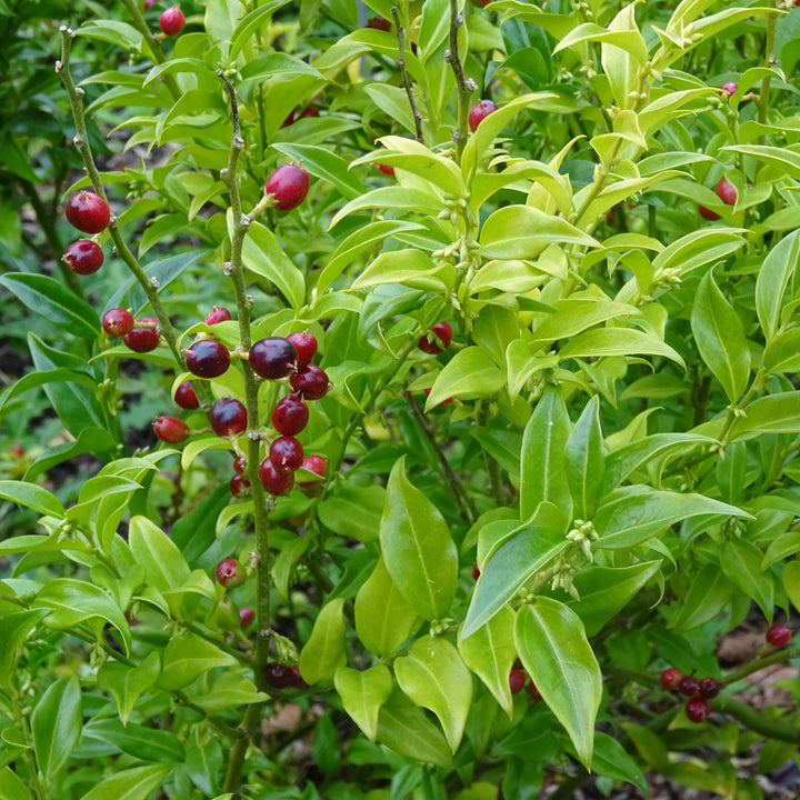 Sarcococca ruscifolia ~ Fragrant Sweetbox-ServeScape